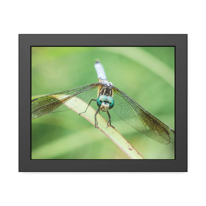 Macro Dragonfly Eyes Framed Print | Nature Photography