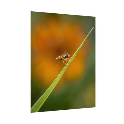 Flower Fly Poses with Orange Flowers Fine Art Print