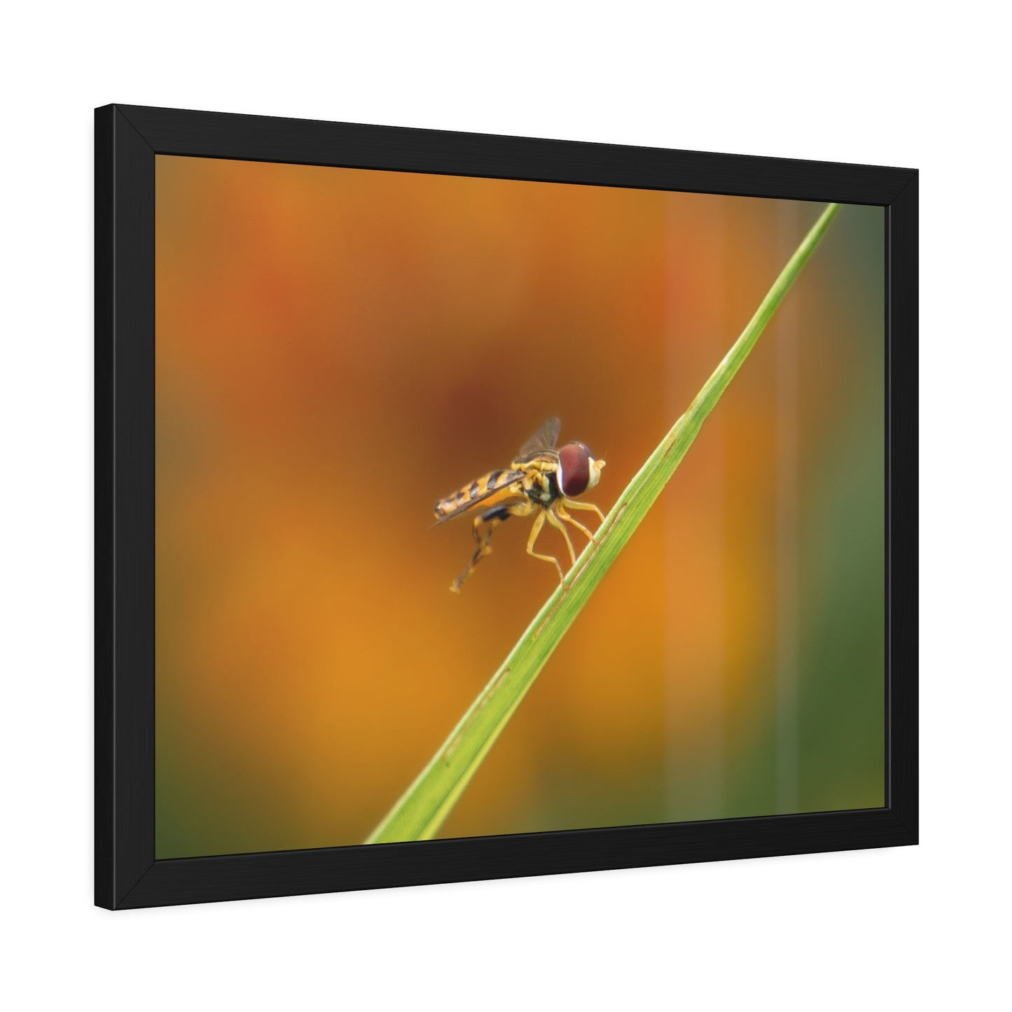 Flower Fly Super Macro Framed Print | Nature Photography