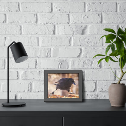 Crow Doing The Splits Framed Print | Nature Photography