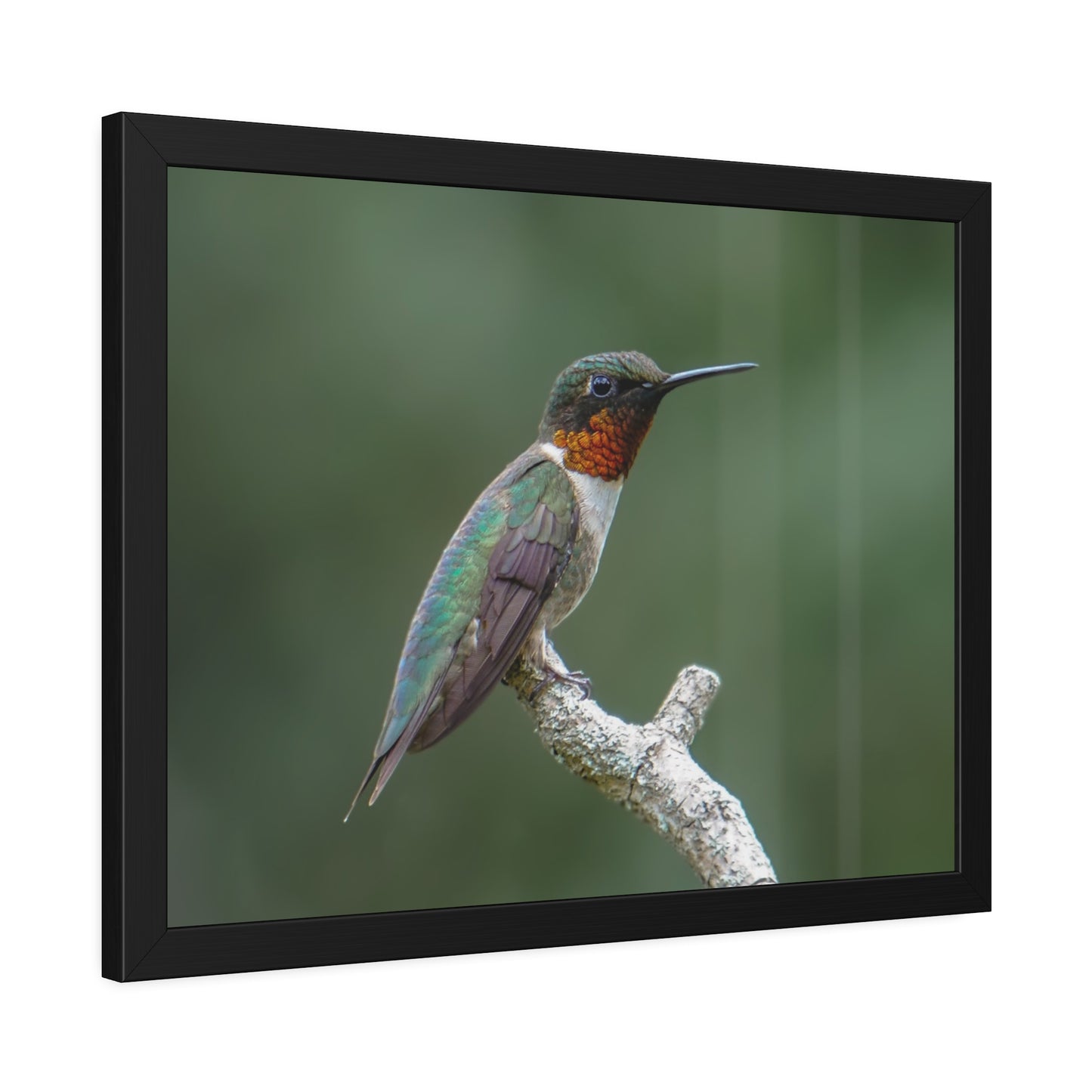 Ruby-Throated Hummingbird Framed Print | Nature Photography