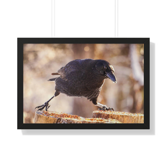 Crow Doing The Splits Framed Matte Print