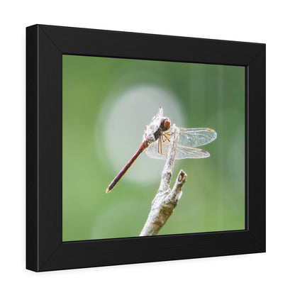 Dramatic Dragonfly Framed Print | Nature Photography