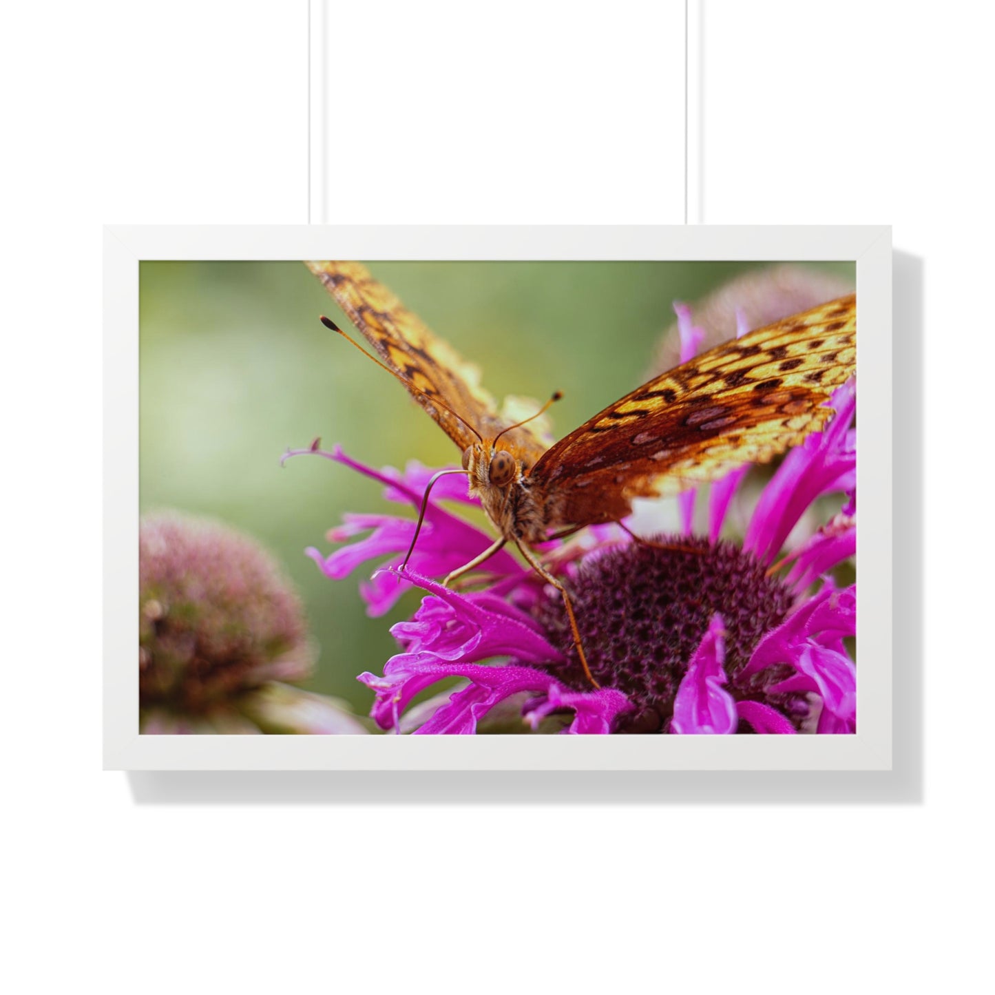 Fritillary Butterfly in Macro Framed Matte Print