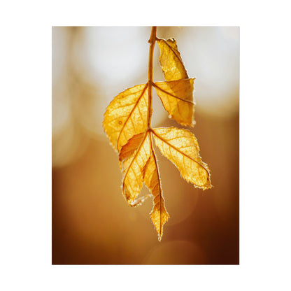 Leaves of Gold Fine Art Print