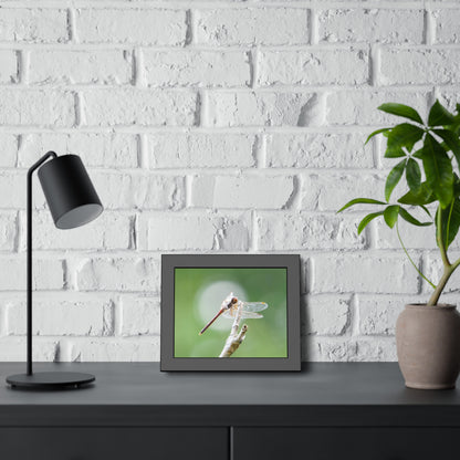 Dramatic Dragonfly Framed Print | Nature Photography