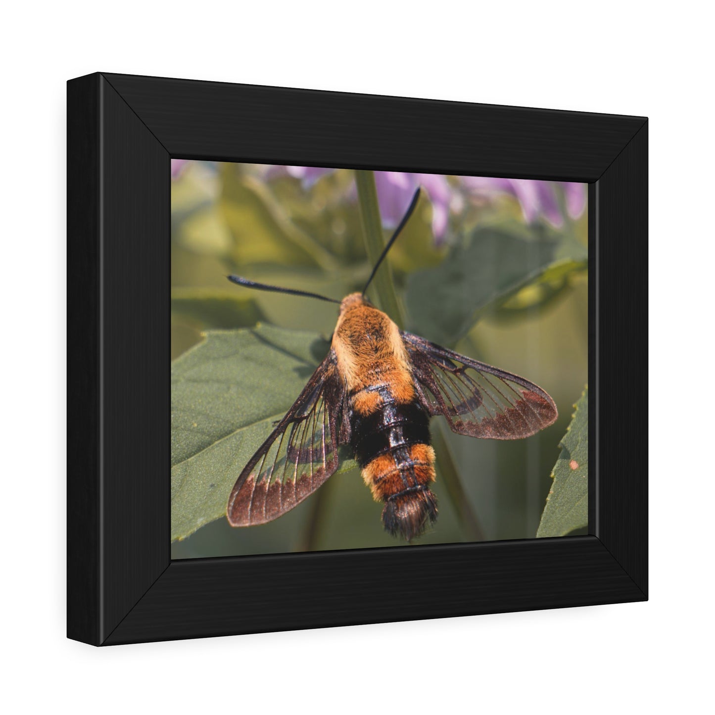 Sleeping Hummingbird Moth Framed Print | Nature Photography