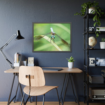 Macro Dragonfly Eyes Framed Print | Nature Photography