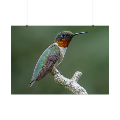 Ruby-Throated Hummingbird Fine Art Print