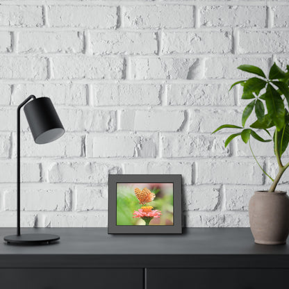 Fritillary Butterfly on Zinnia Framed Print | Nature Photography