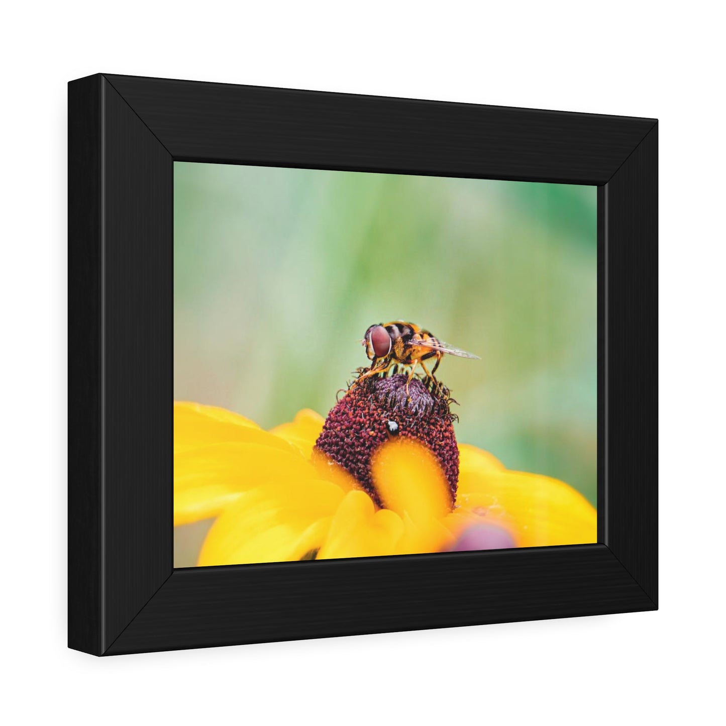 Flower Fly on Black-Eyed Susan Framed Print | Nature Photography