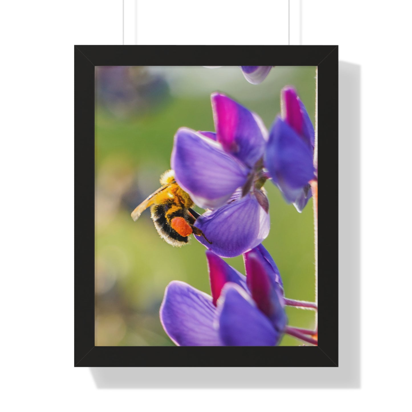 Bumble Bee Pollinates Lupine Flowers Framed Matte Print