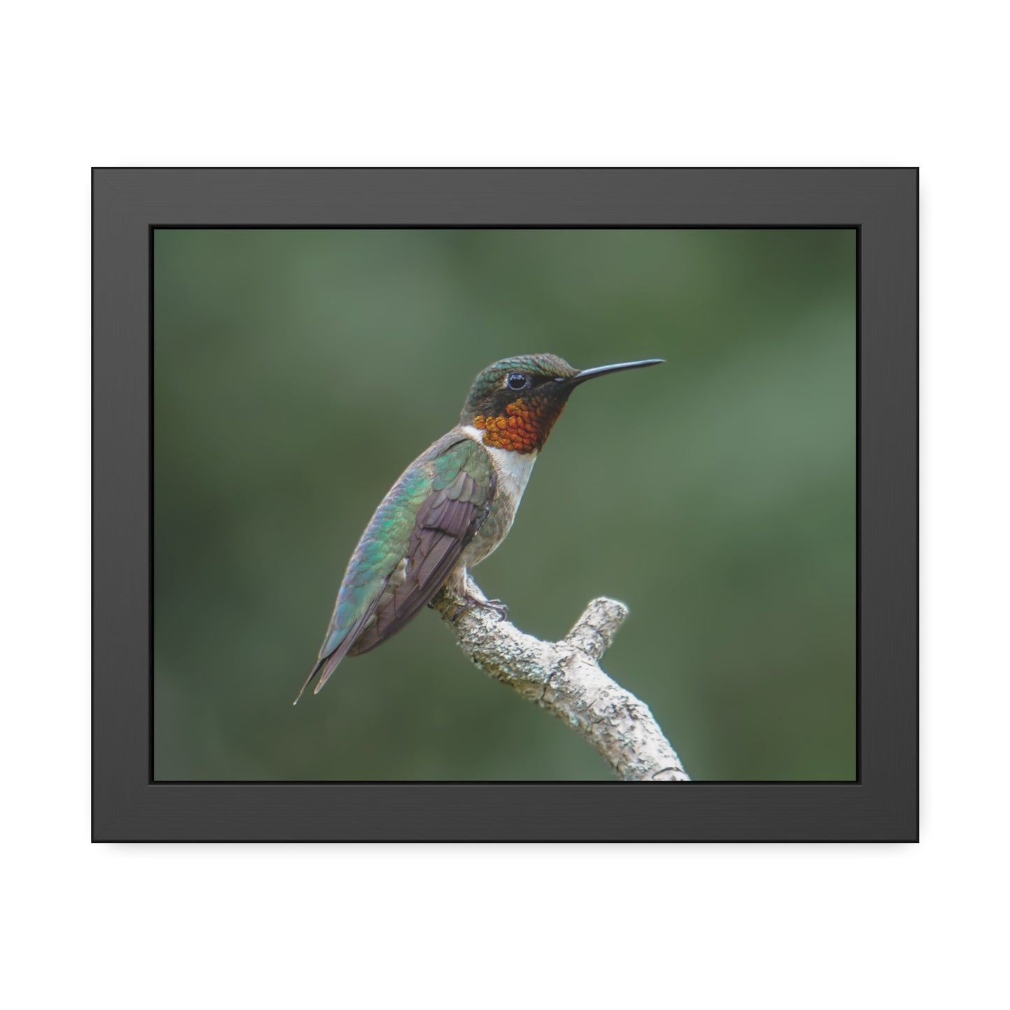 Ruby-Throated Hummingbird Framed Print | Nature Photography