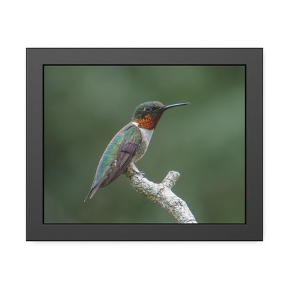 Ruby-Throated Hummingbird Framed Print | Nature Photography