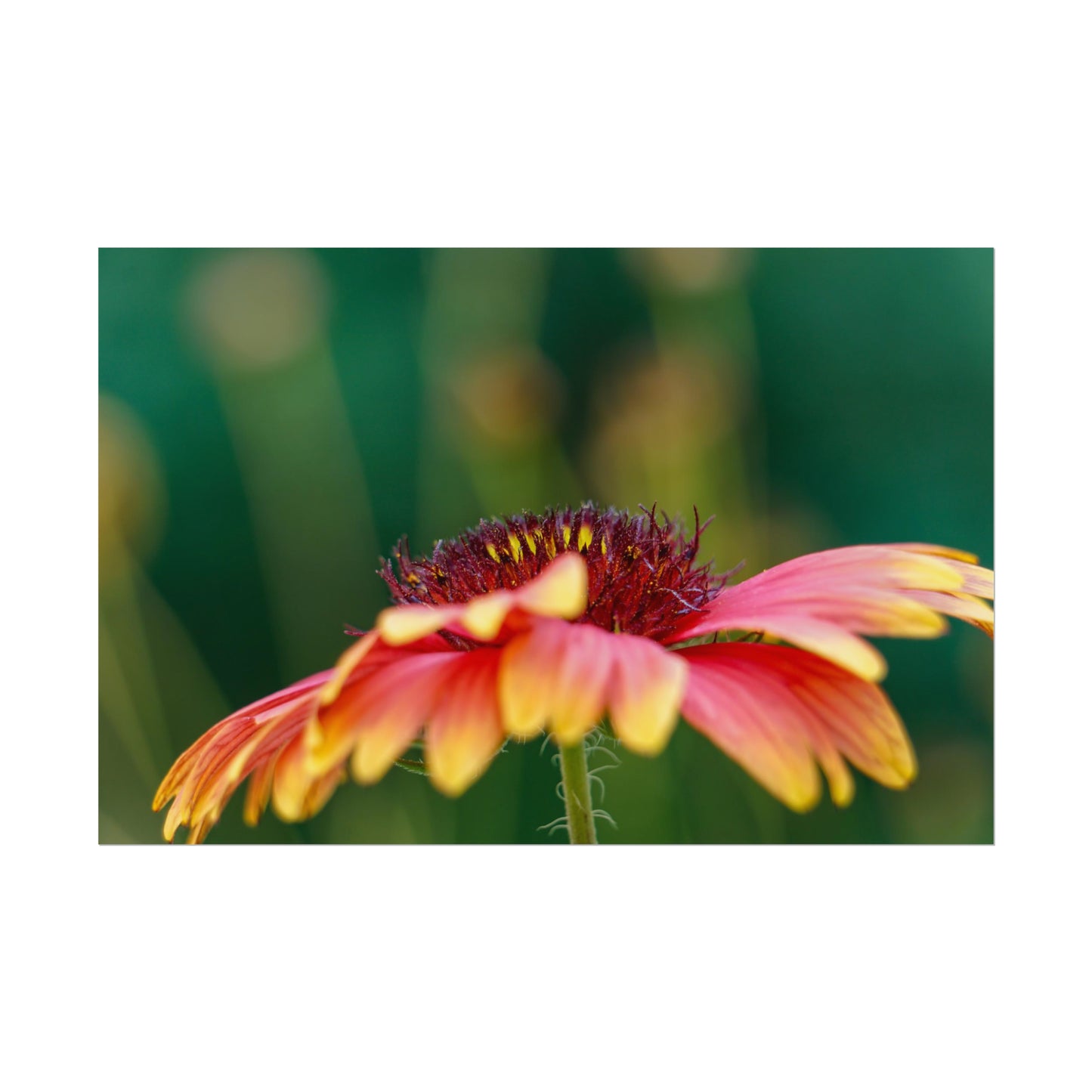 Fancy Macro Daisy Fine Art Print