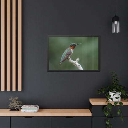 Ruby-Throated Hummingbird Framed Fine Art Photograph