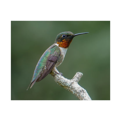 Ruby-Throated Hummingbird Fine Art Print