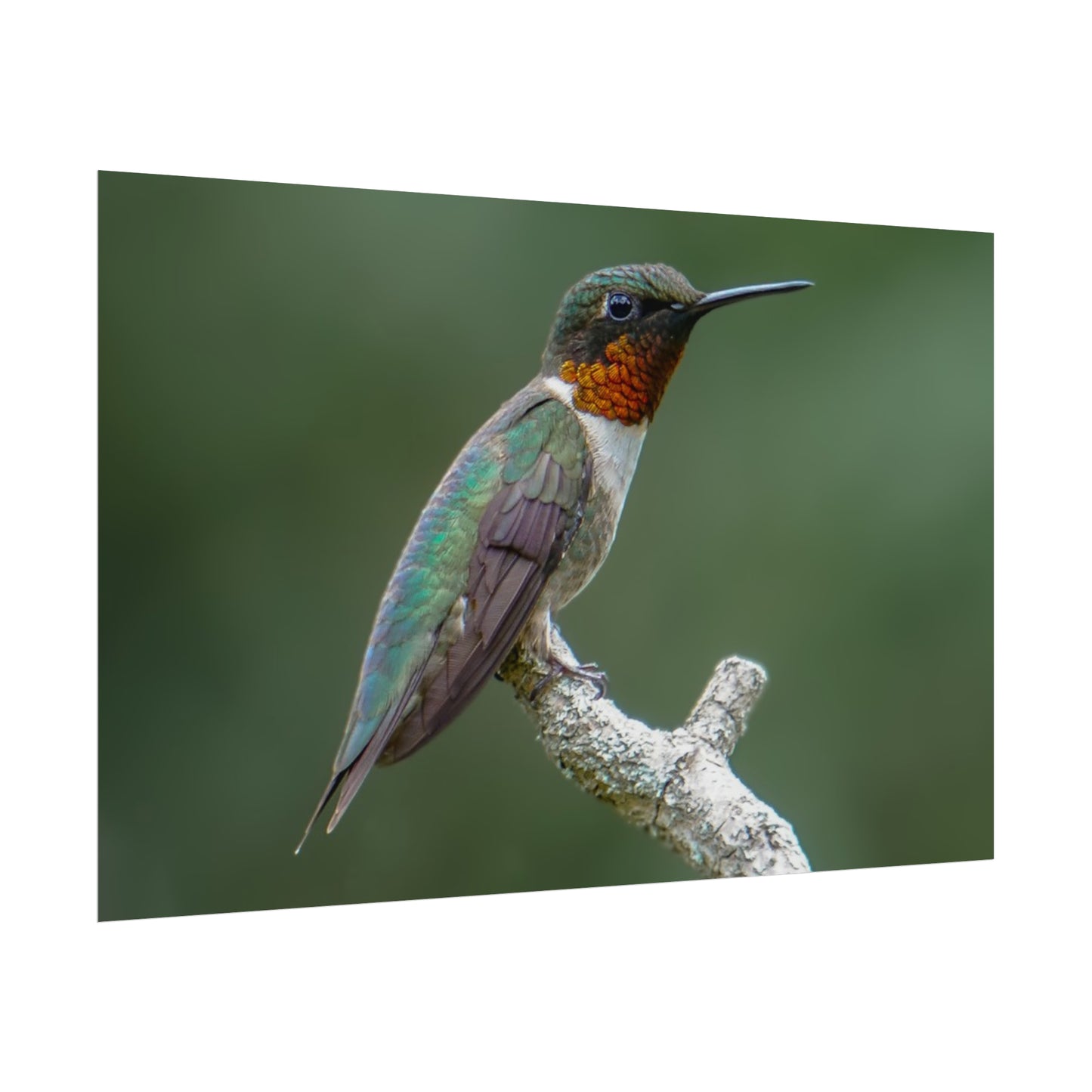 Ruby-Throated Hummingbird Fine Art Print