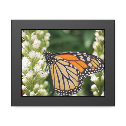 Monarch Butterfly in Garden Framed Print | Nature Photography