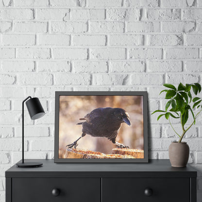 Crow Doing The Splits Framed Print | Nature Photography