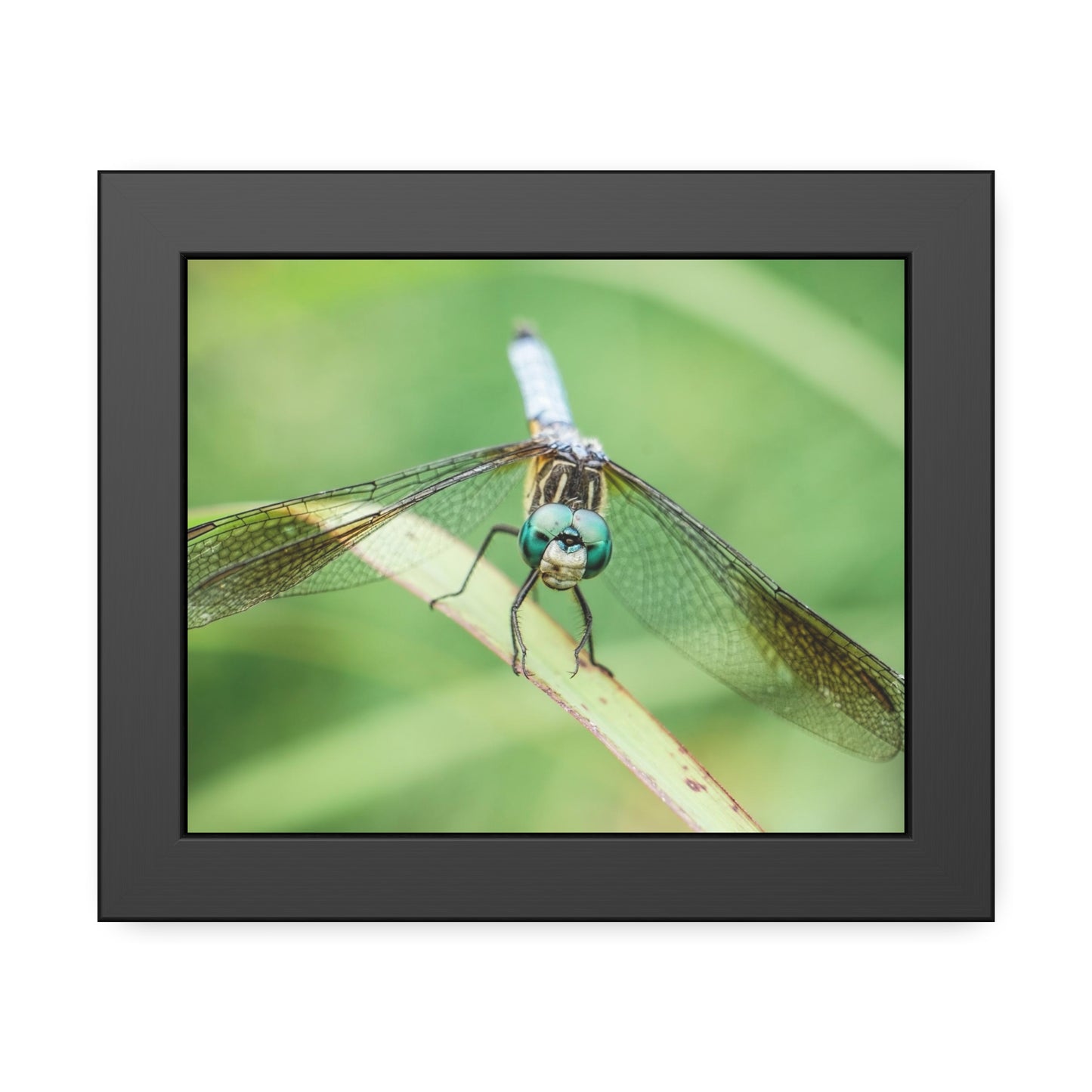 Macro Dragonfly Eyes Framed Print | Nature Photography