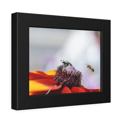 Japanese Beetle and Honey Bee Framed Print | Nature Photography