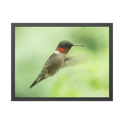 Hummingbird In-Flight Framed Print | Nature Photography