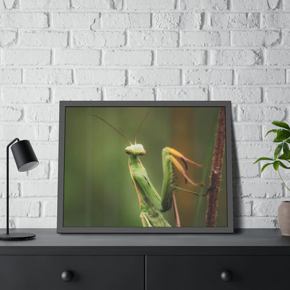 Majestic Mantis Framed Print | Nature Photography