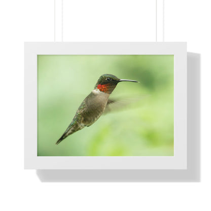 Hummingbird In-Flight Framed Matte Print