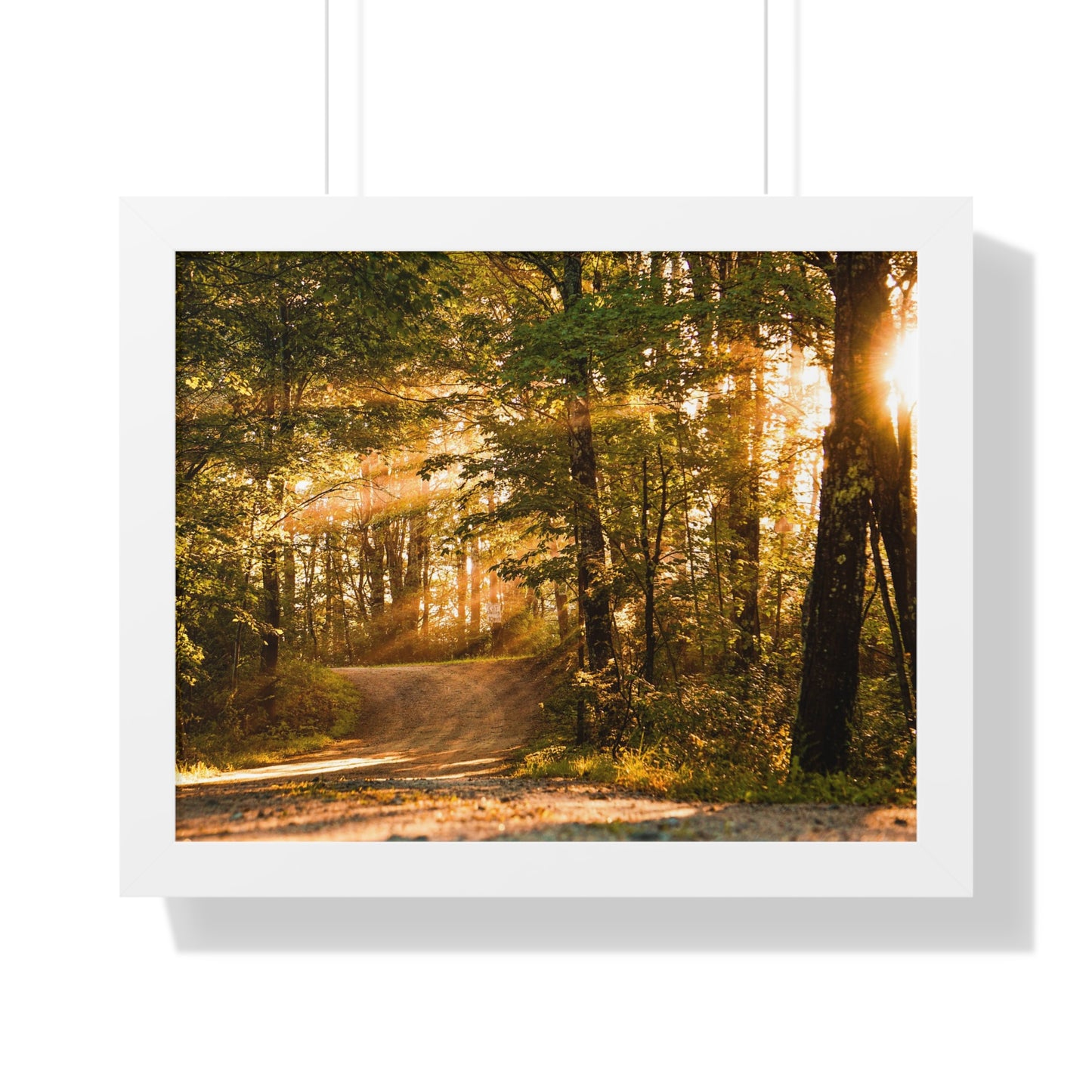 Sunbeams Streaming Onto Forest Path Framed Matte Print