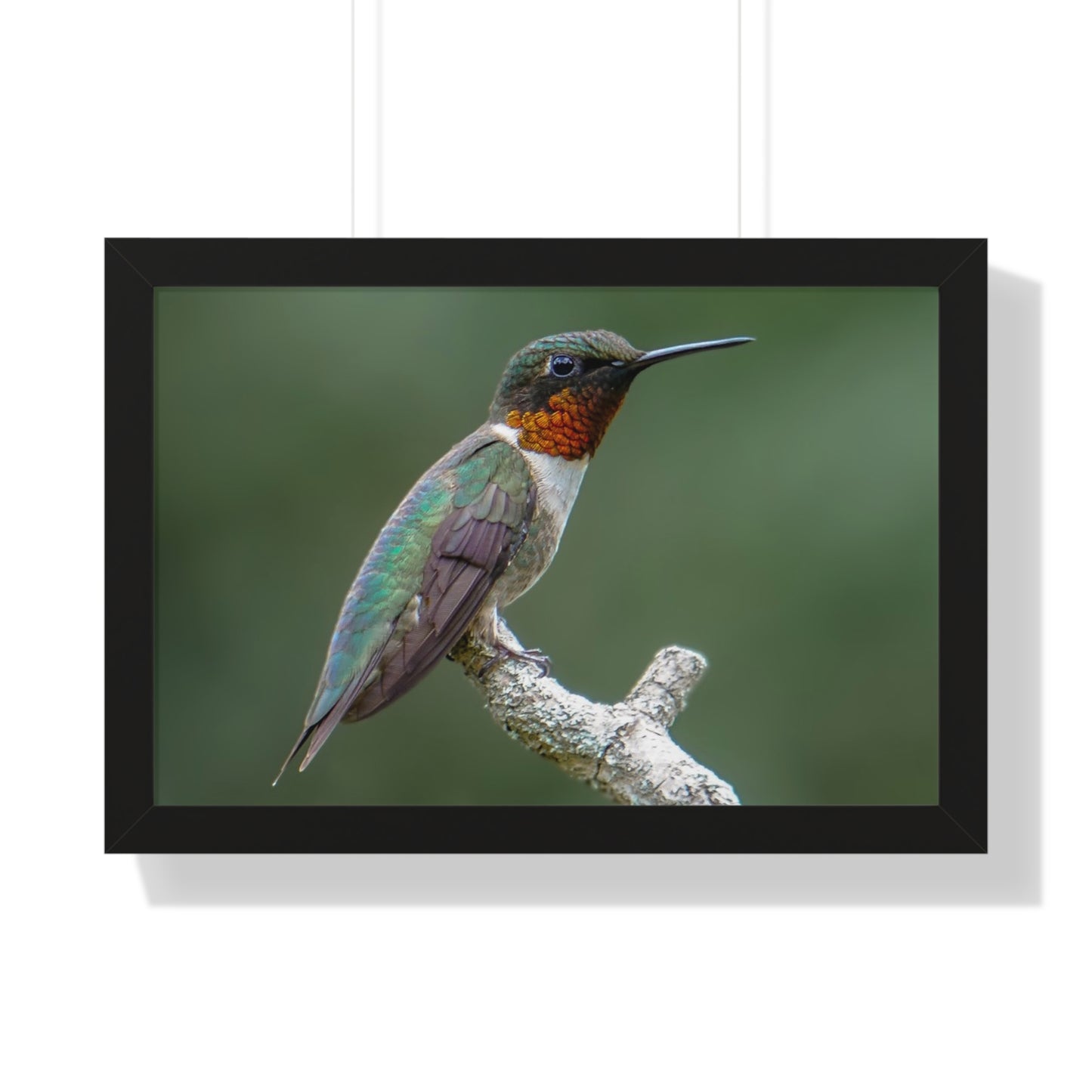 Ruby-Throated Hummingbird Framed Matte Print