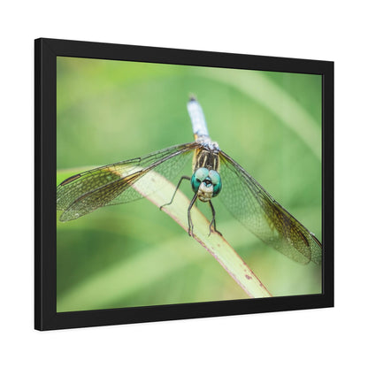 Macro Dragonfly Eyes Framed Print | Nature Photography
