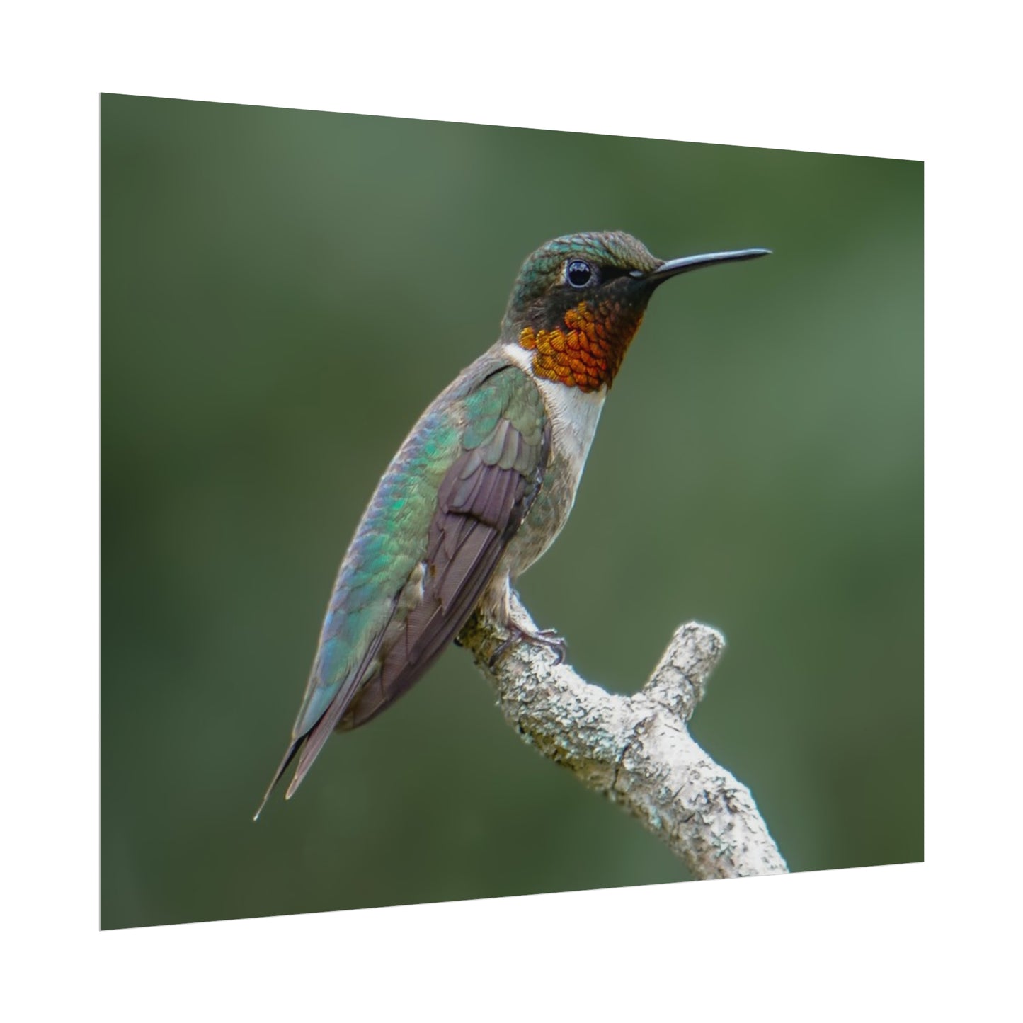 Ruby-Throated Hummingbird Fine Art Print