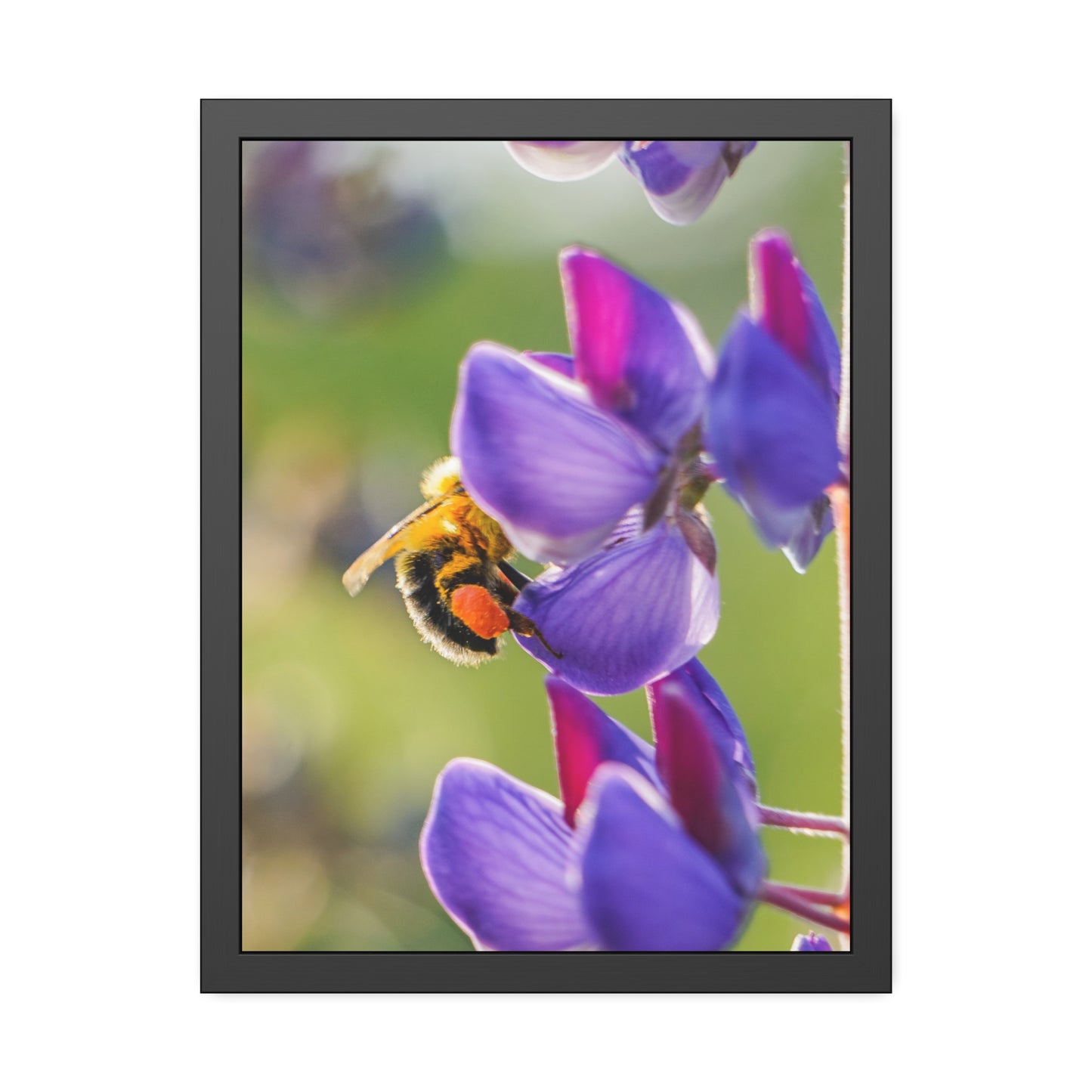 Bumble Bee Pollinates Lupine Flowers Framed Print | Nature Photography