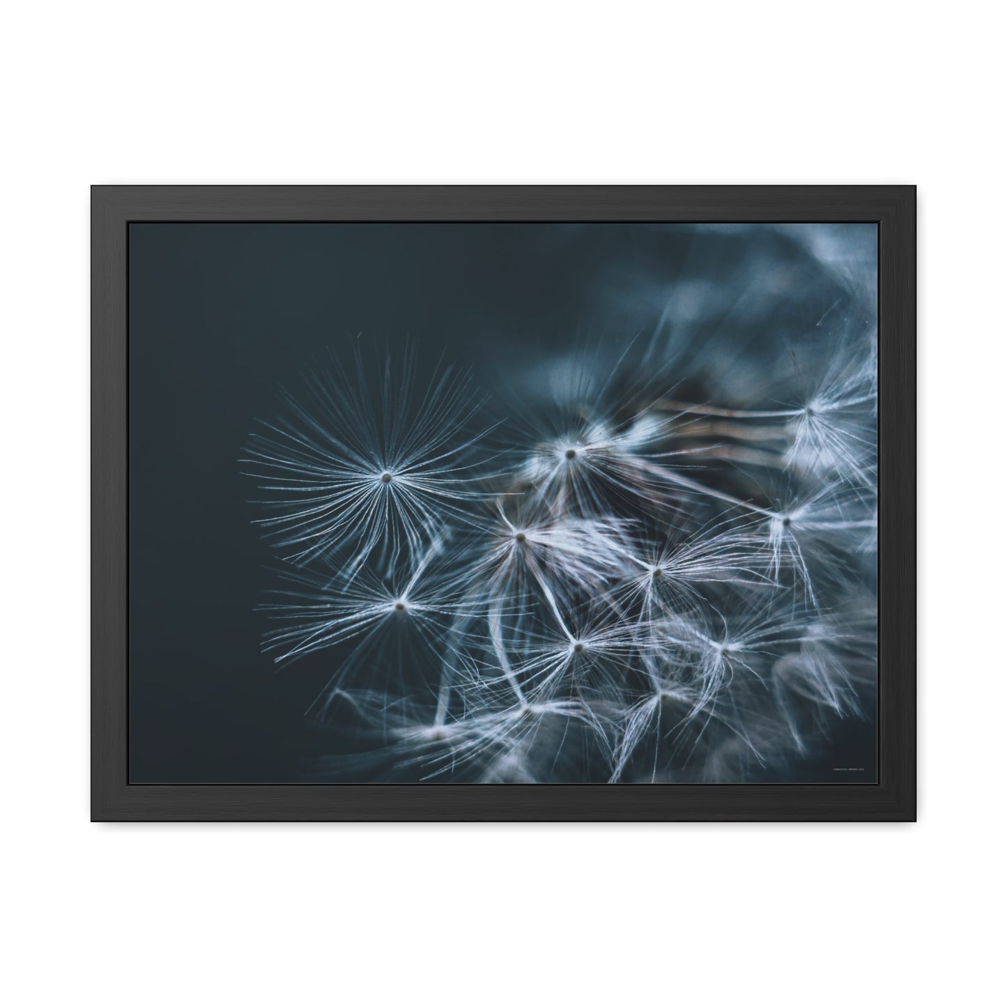 Macro Moody Dandelion Framed Fine Art Photograph