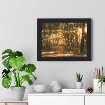 Sunbeams Streaming Onto Forest Path Framed Matte Print