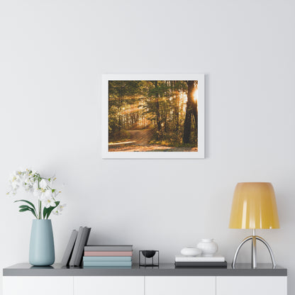 Sunbeams Streaming Onto Forest Path Framed Matte Print