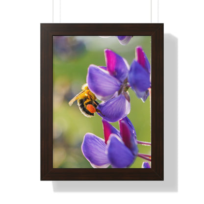 Bumble Bee Pollinates Lupine Flowers Framed Matte Print