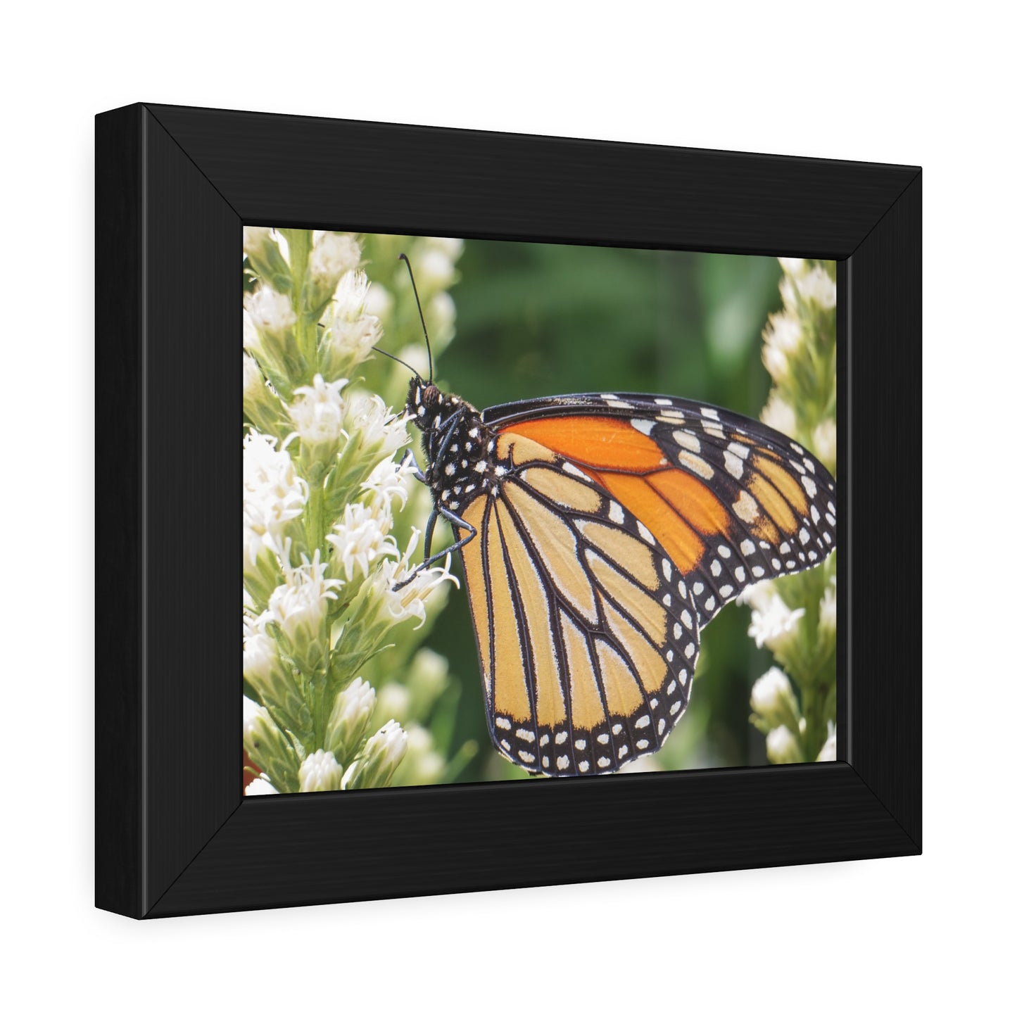 Monarch Butterfly in Garden Framed Print | Nature Photography