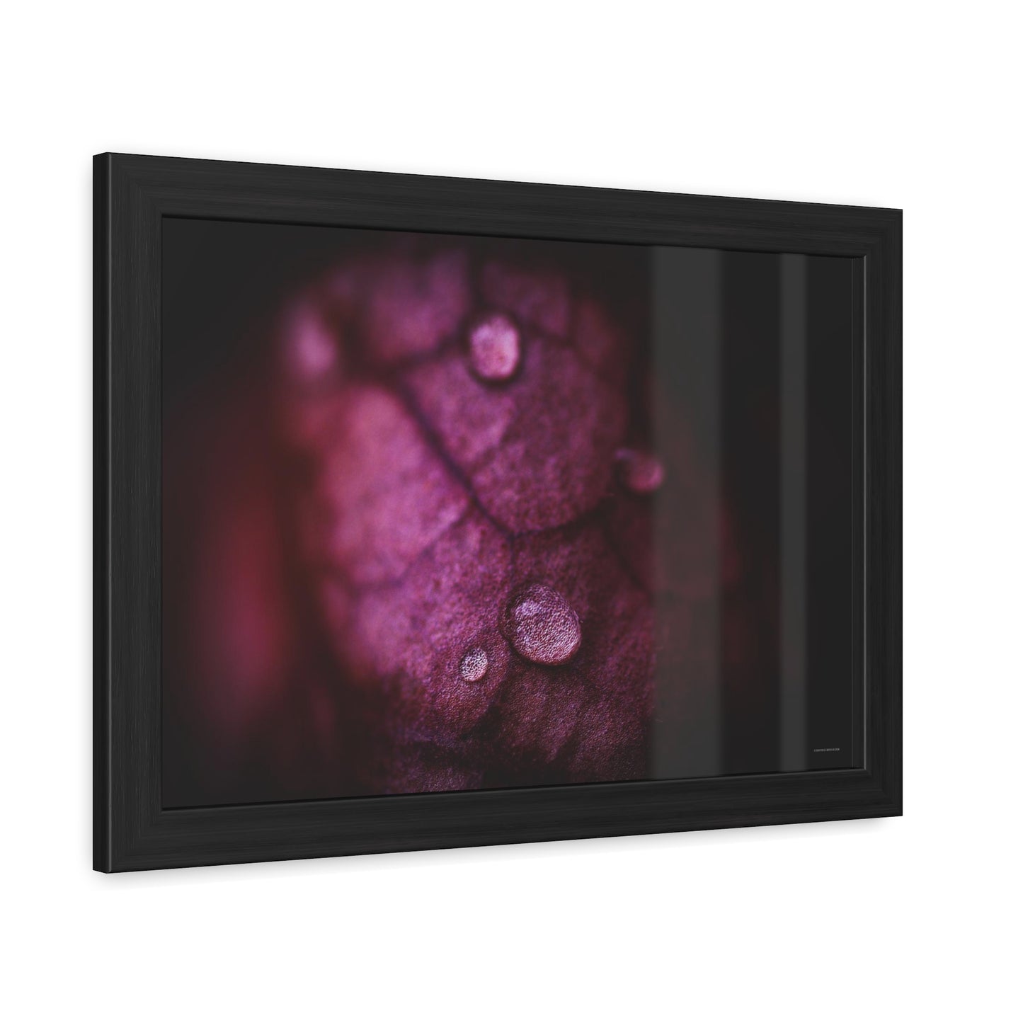 Macro Droplet on Red Leaf Framed Fine Art Photograph