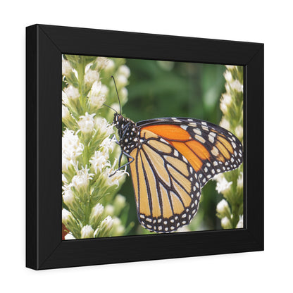 Monarch Butterfly in Garden Framed Print | Nature Photography