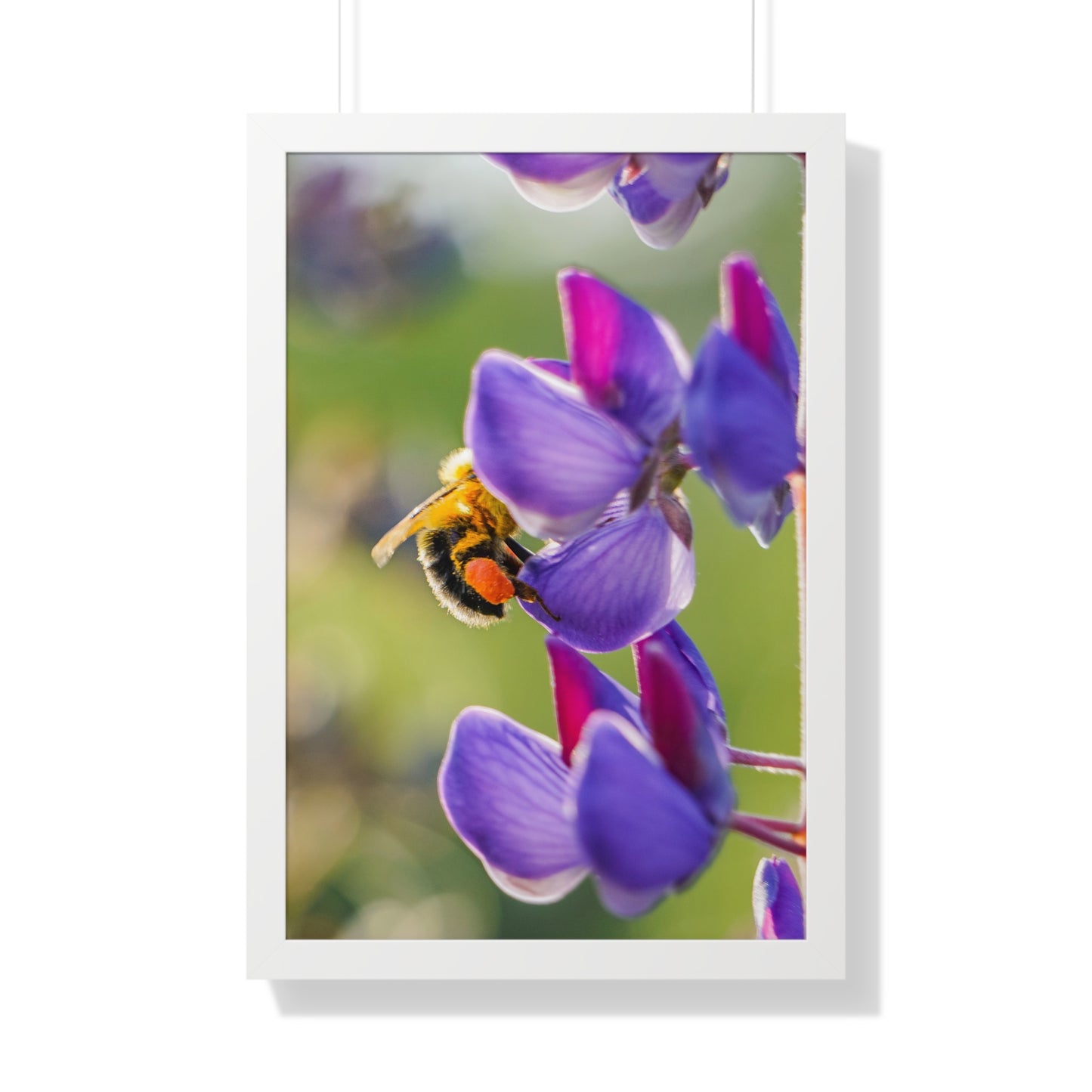 Bumble Bee Pollinates Lupine Flowers Framed Matte Print