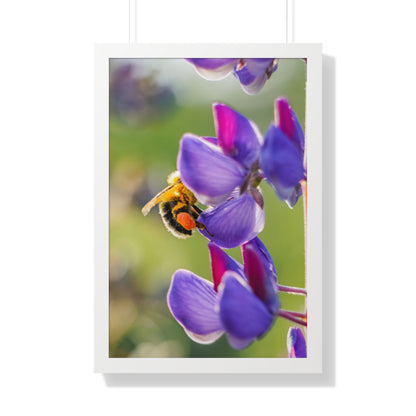 Bumble Bee Pollinates Lupine Flowers Framed Matte Print