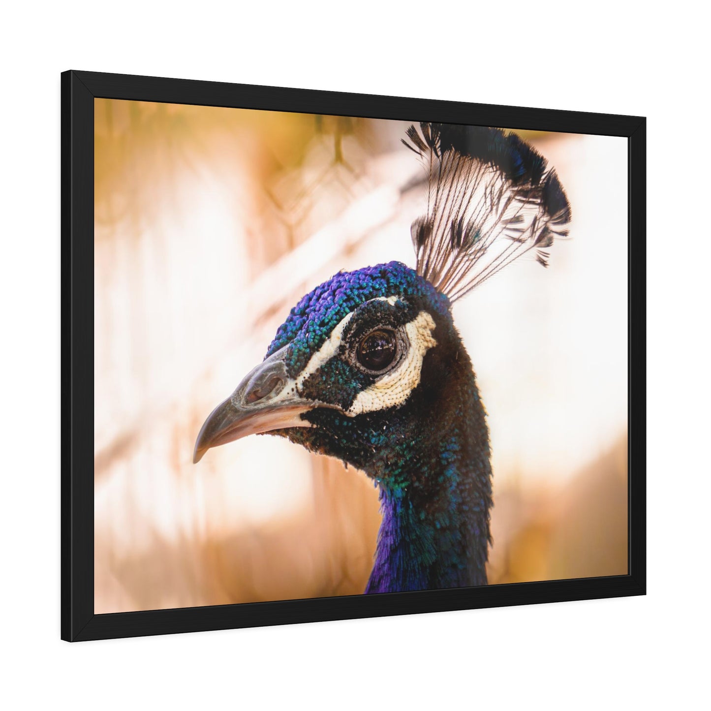 Peculiar Peacock Framed Print | Nature Photography