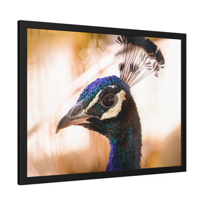 Peculiar Peacock Framed Print | Nature Photography
