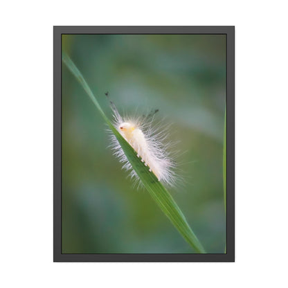 Fuzzy Feets Caterpillar Framed Print | Nature Photography