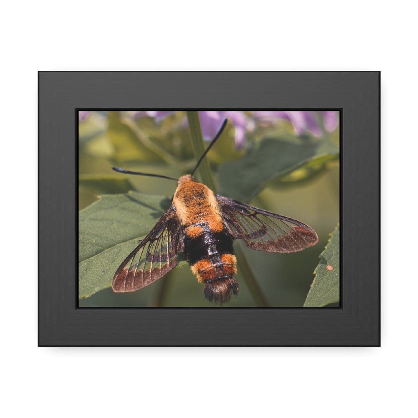 Sleeping Hummingbird Moth Framed Print | Nature Photography