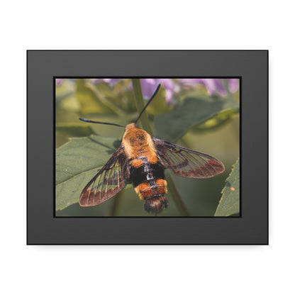 Sleeping Hummingbird Moth Framed Print | Nature Photography