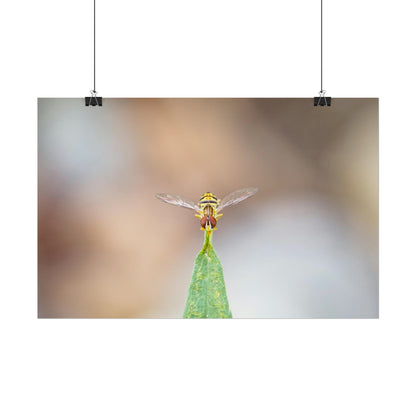 Flower Fly Poses in Macro Fine Art Print