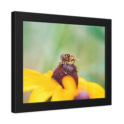 Flower Fly on Black-Eyed Susan Framed Print | Nature Photography